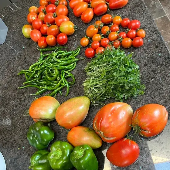 Homegrown tomatoes, peppers and beans laid out after picking